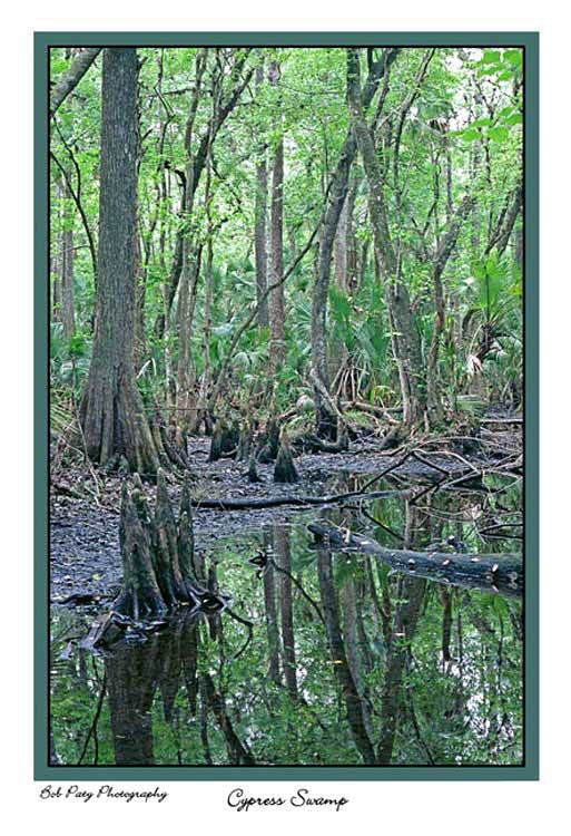 CypressSwamp