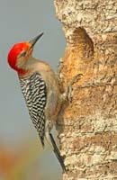 R.B.Woodpecker