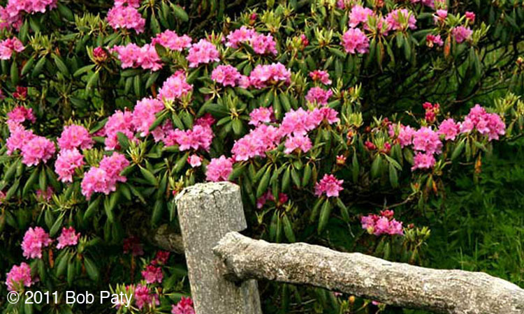 CatawbaRhododendron