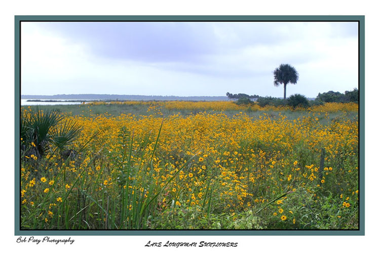 LakeLoughmanSunflowers